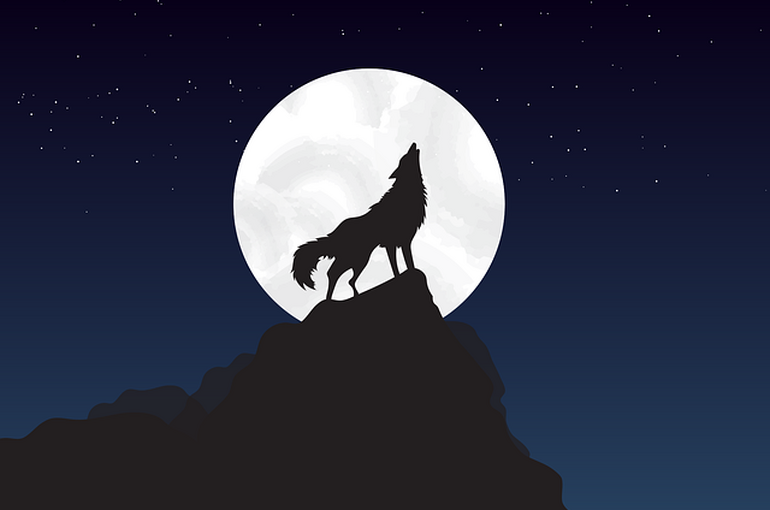 wolf-4561204_640