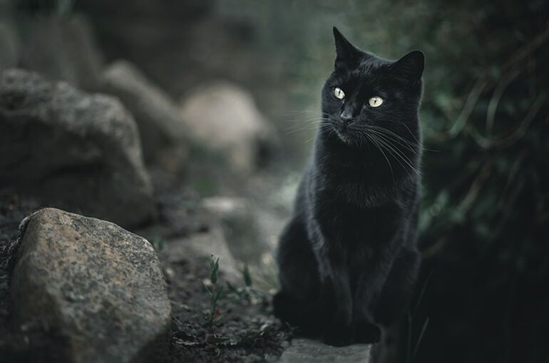 cat-6342145_640