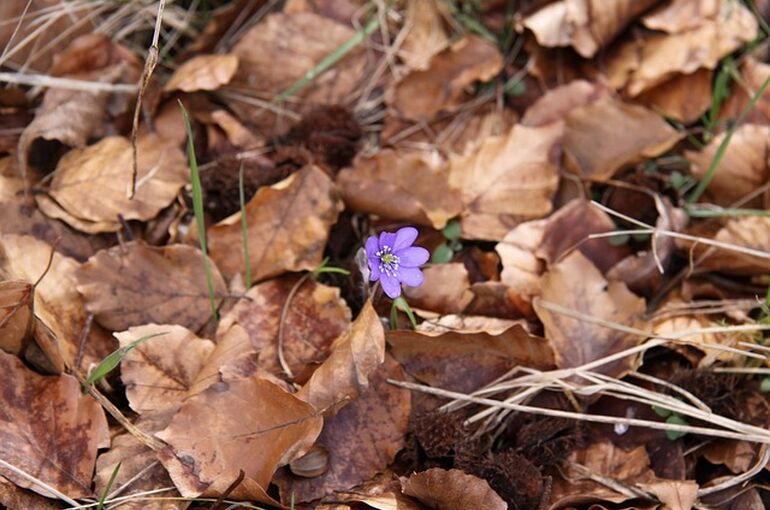 nature-3304383_640