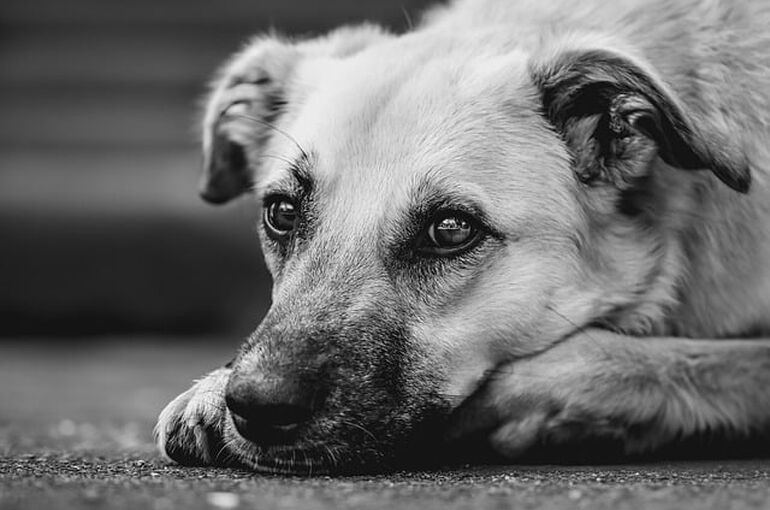 dog-9534362_640
