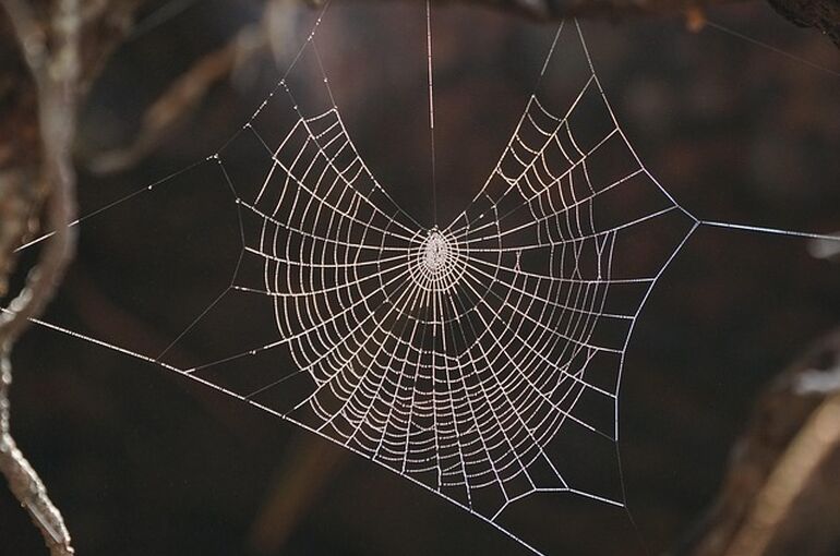 spiderweb-8044904_640