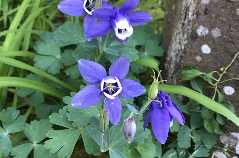 富士山の花