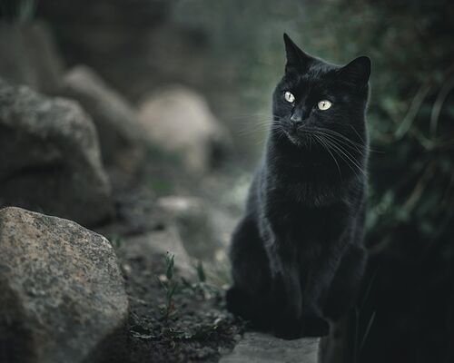 黒猫が来る家の運気 – 黒猫の持つ神秘的な力