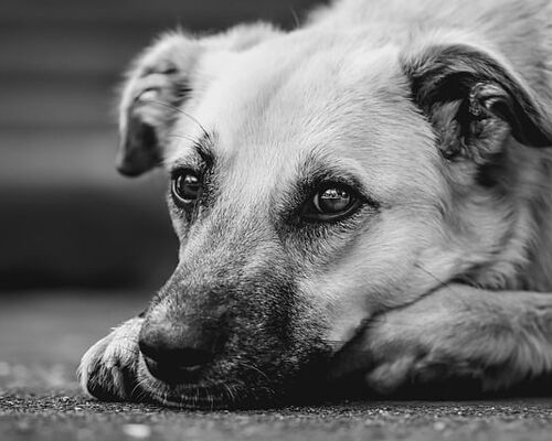 前世 犬だった人 ? 犬として生きた記憶を持つ人々